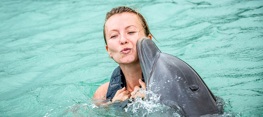 dolphin-swim-lucea-3