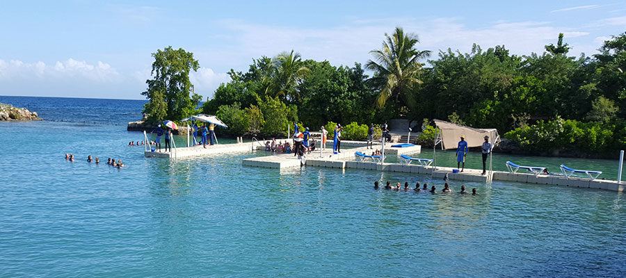 dolphin-swim-lucea-5